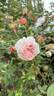 William Morris rose photo
