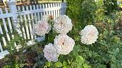 Mariatheresia rose photo