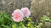 Guy de Maupassant rose photo
