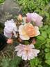 Soft Cascade rose photo