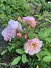Soft Cascade rose photo