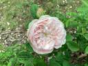 Blanchefleur rose photo