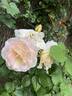 Flirtatious ™ rose photo