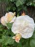 Flirtatious ™ rose photo