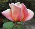 Duchess of Wellington rose photo