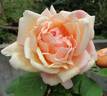 Duchess of Wellington rose photo
