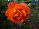 Super Trouper rose photo