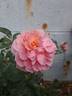 Apricot Drift rose photo