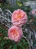 Apricot Drift rose photo