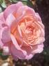 Sweet Love rose photo