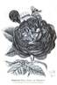 Reine des Violettes rose photo