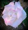 World War II Memorial Rose ™ rose photo