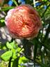 Eisvogel rose photo