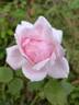 Countess of Derby rose photo