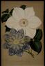Countess of Lovelace clematis photo