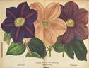Lady Caroline Nevill clematis photo