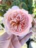 Blessed Child rose photo