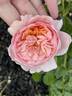 Blessed Child rose photo