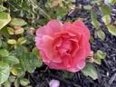 Douglas Gandy rose photo