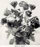Gruss an Teplitz rose photo