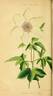 <i>C. florida</i> Thunb. clematis photo