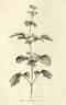 <i>C. tubulosa</i> Turcz. synonym clematis photo