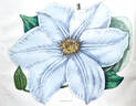 <i>C. lanuginosa</i> 'Pallida' clematis photo