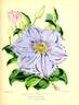 C. lanuginosa Violacea clematis photo