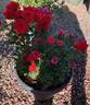 Red Sunblaze rose photo