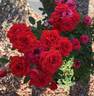 Red Sunblaze rose photo