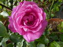 Senteur Royale rose photo