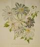Clematis florida azurea clematis photo