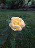 <i>Rosa harisonii</i> rose photo