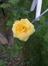 <i>Rosa harisonii</i> rose photo
