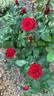 Red Satin ™ rose photo