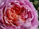 Eisvogel rose photo