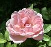 Duchesse de Brabant rose photo