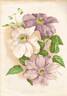 Lady Londesborough clematis photo