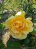 Buccaneer rose photo