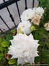 Susan Williams-Ellis rose photo