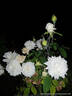 Susan Williams-Ellis rose photo
