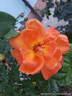 Louis de Funès ® rose photo