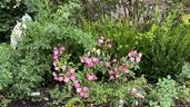 La Marne rose photo