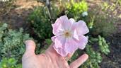 The Lady's Blush rose photo