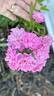 Otto Linne rose photo