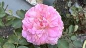 Morden Blush rose photo