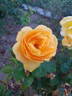 Buccaneer rose photo