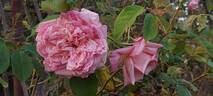 Climbing Maman Cochet rose photo