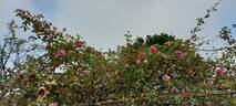 Climbing Maman Cochet rose photo