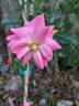 Mirato ® rose photo